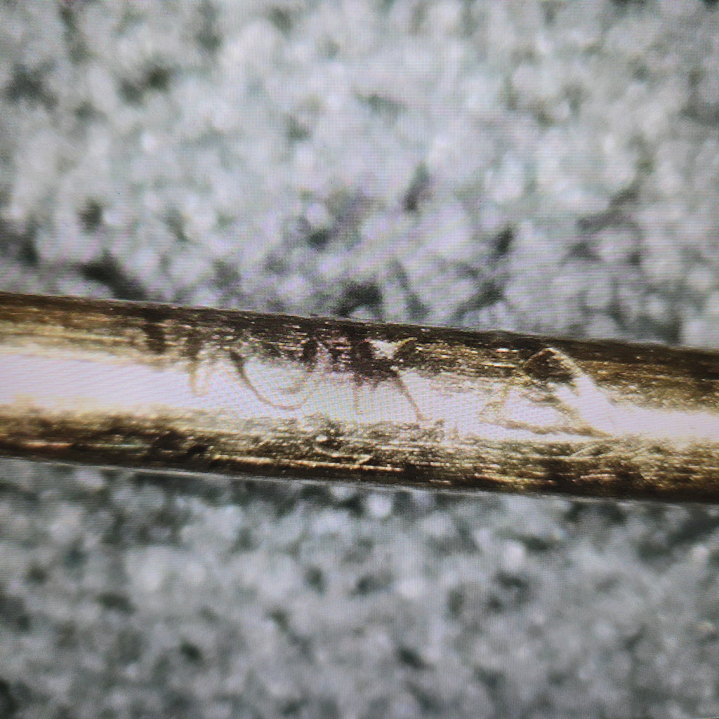 Solid 10K Yellow Gold Stud Earrings with Pear Cut Blue Topaz